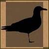 Greater Black-backed Gull (Larus marinus)